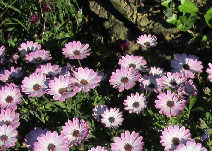 Mit Wasserblick By Interhome Appartamento Capoliveri (Isola d'Elba)