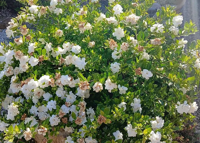 Mit Wasserblick By Interhome Appartamento Capoliveri (Isola d'Elba)