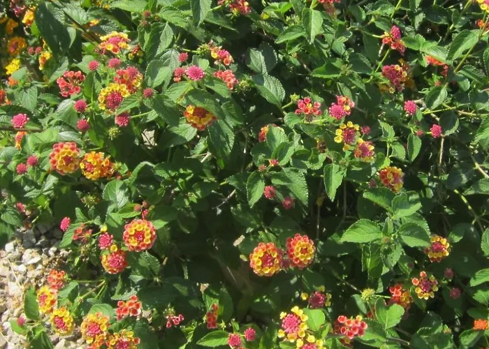 Mit Wasserblick By Interhome Capoliveri