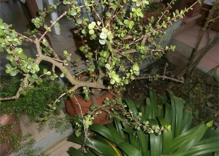 Mit Wasserblick By Interhome Apartman Capoliveri